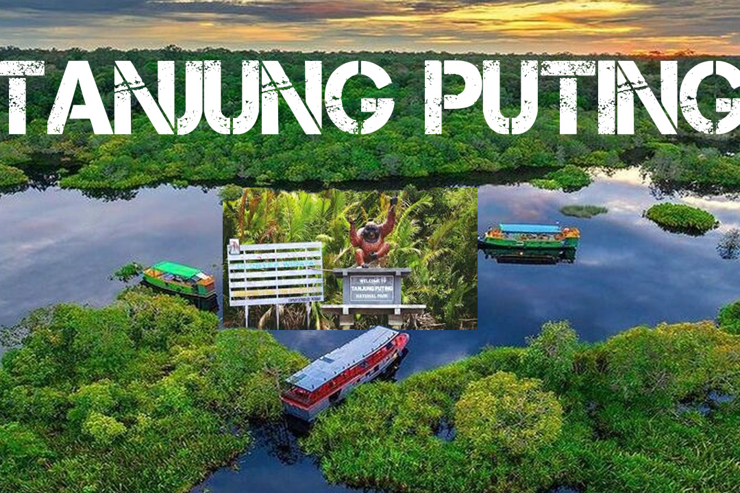 Tanjung Puting: Surga Hutan Tropis di Kalimantan yang Mendunia